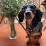 Profile of @gretalasalchicha